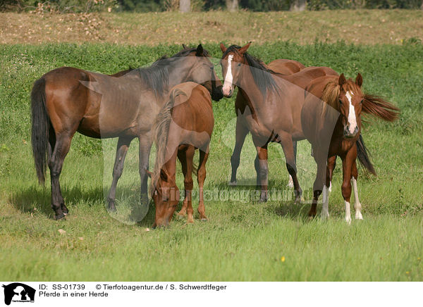 Pferde in einer Herde / SS-01739