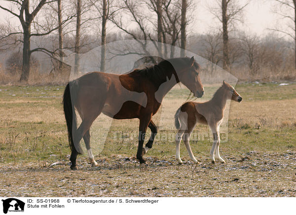 Stute mit Fohlen / SS-01968