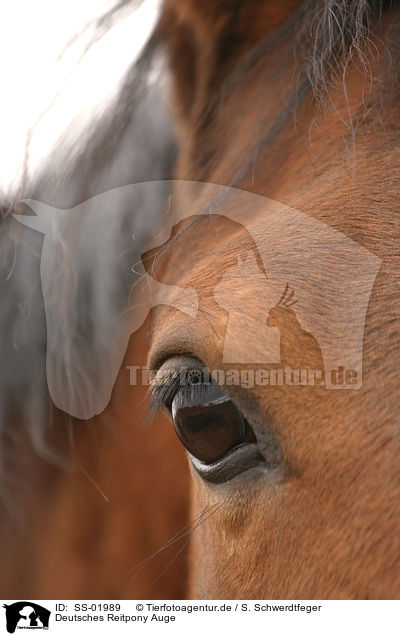 Deutsches Reitpony Auge / horse eye / SS-01989