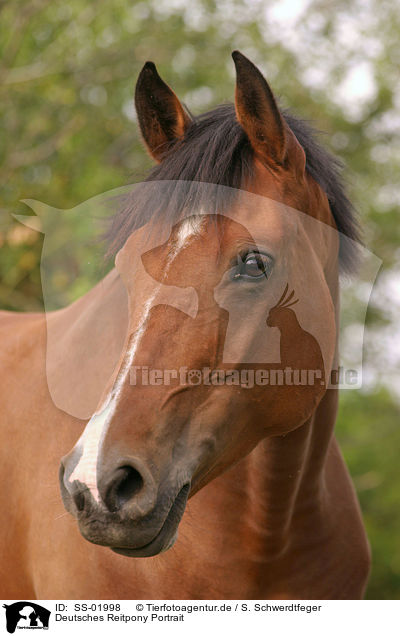 Deutsches Reitpony Portrait / pony portrait / SS-01998