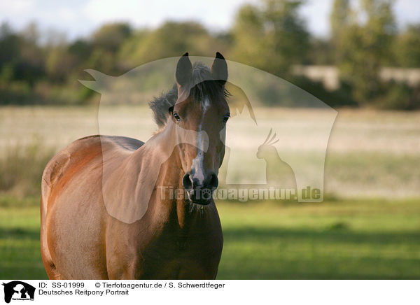 Deutsches Reitpony Portrait / pony portrait / SS-01999