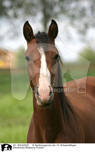 Deutsches Reitpony Portrait / SS-02020