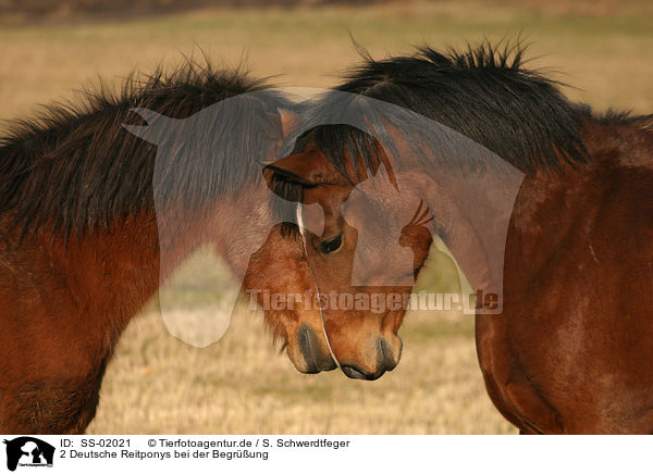 2 Deutsche Reitponys bei der Begrung / SS-02021