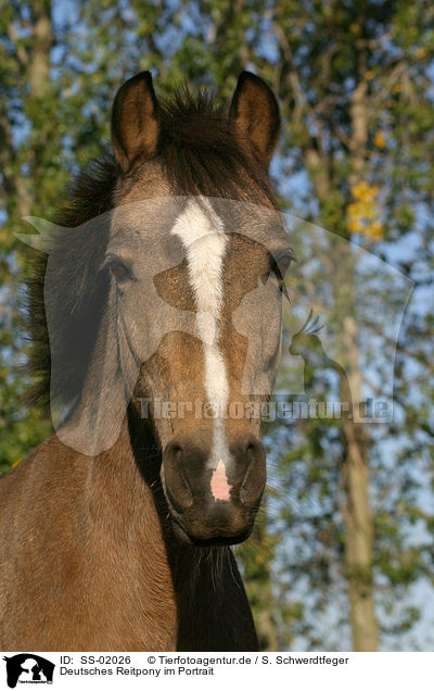 Deutsches Reitpony im Portrait / pony portrait / SS-02026