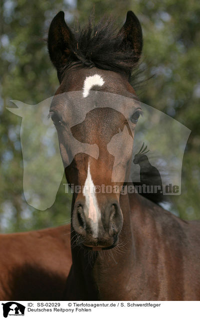 Deutsches Reitpony Fohlen / Pony foal / SS-02029