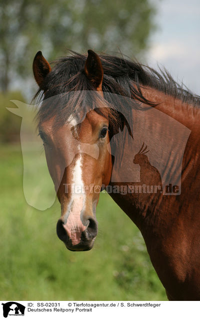 Deutsches Reitpony Portrait / Pony Portrait / SS-02031
