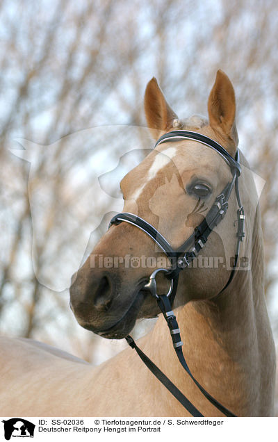 Deutscher Reitpony Hengst im Portrait / SS-02036