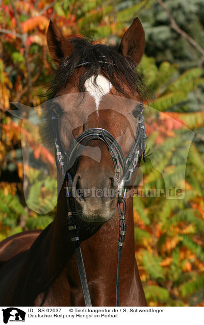 Deutscher Reitpony Hengst im Portrait / SS-02037
