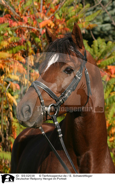 Deutscher Reitpony Hengst im Portrait / SS-02038