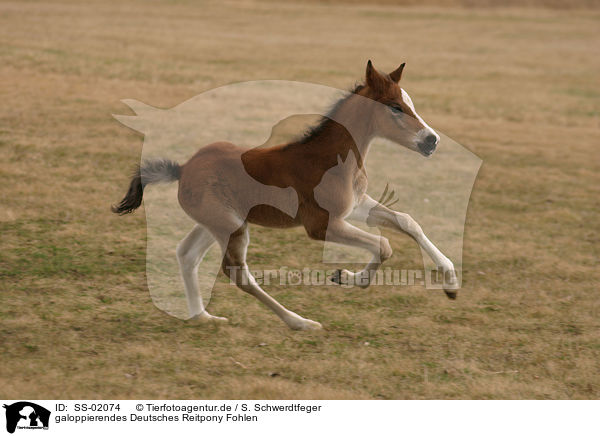 galoppierendes Deutsches Reitpony Fohlen / galloping pony foal / SS-02074