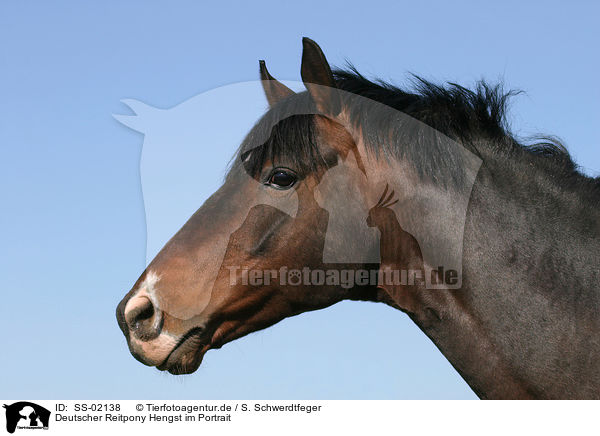 Deutsches Reitpony im Portrait / pony portrait / SS-02138