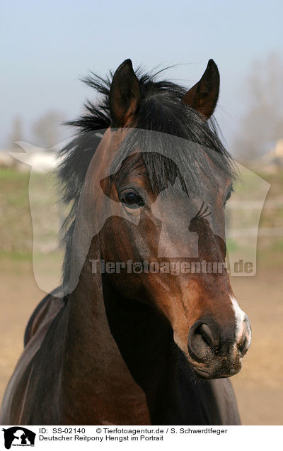 Deutscher Reitpony Hengst im Portrait / SS-02140