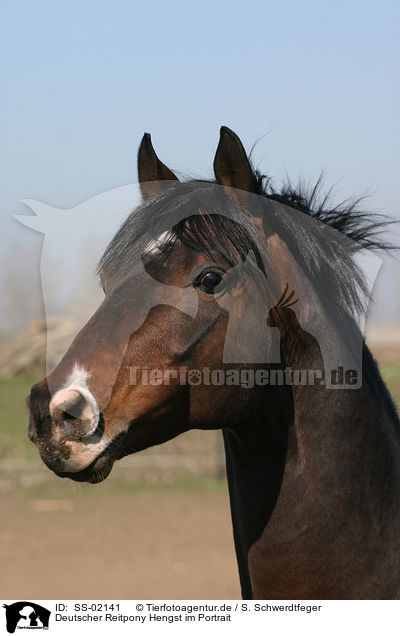 Deutsches Reitpony im Portrait / pony portrait / SS-02141