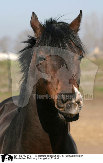 Deutscher Reitpony Hengst im Portrait / SS-02142