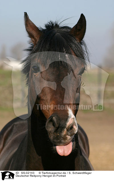 Deutscher Reitpony Hengst im Portrait / SS-02143