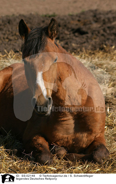 liegendes Deutsches Reitpony / Deutsches Reitplying pony / SS-02148