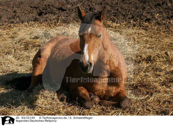 liegendes Deutsches Reitpony / lying pony / SS-02149