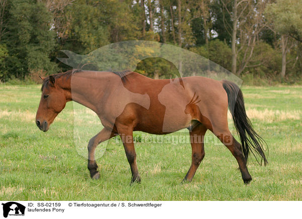 laufendes Pony / walking Pony / SS-02159
