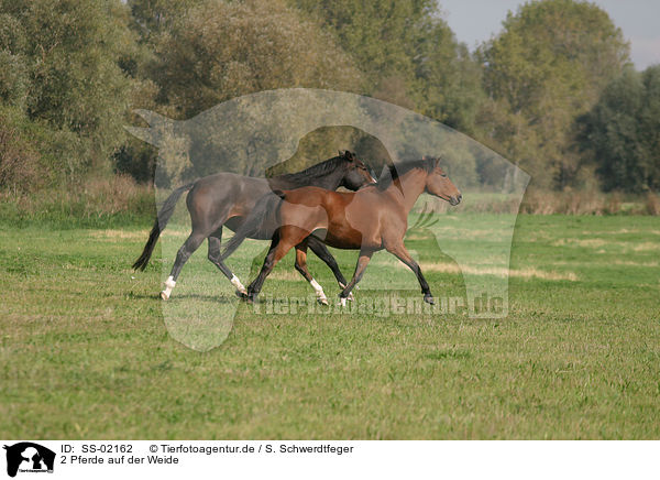 2 Pferde auf der Weide / SS-02162