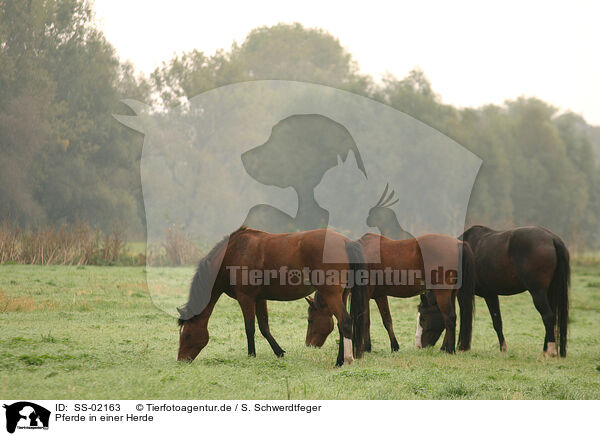 Pferde in einer Herde / herd of horses / SS-02163