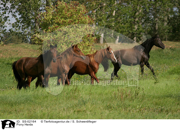 Pony Herde / SS-02164