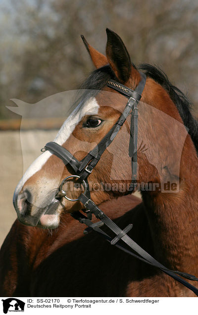 Deutsches Reitpony Portrait / pony portrait / SS-02170