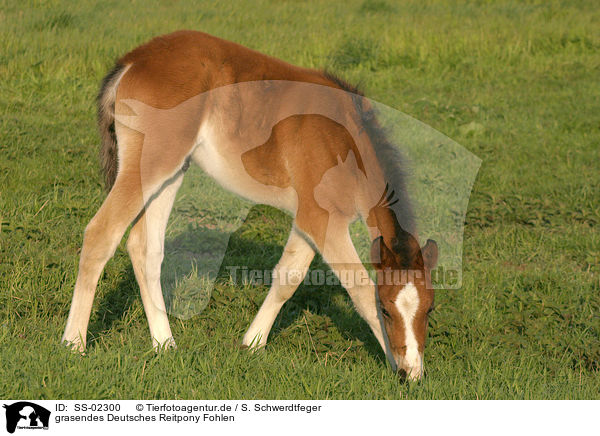 Deutsches Reitpony Fohlen / Pony foal / SS-02300