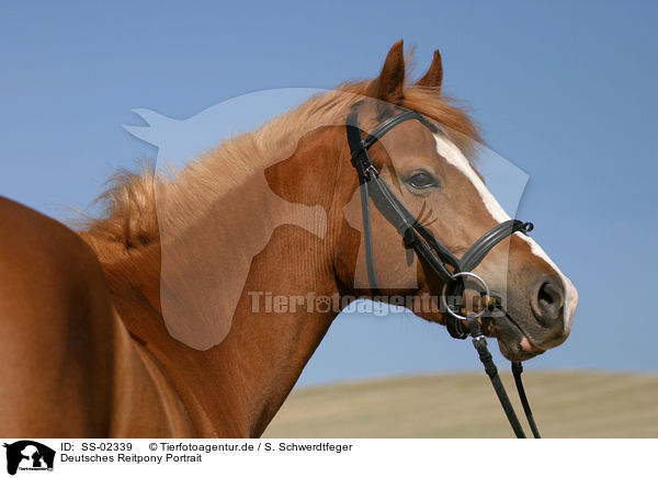 Deutsches Reitpony Portrait / portrait of a pony / SS-02339