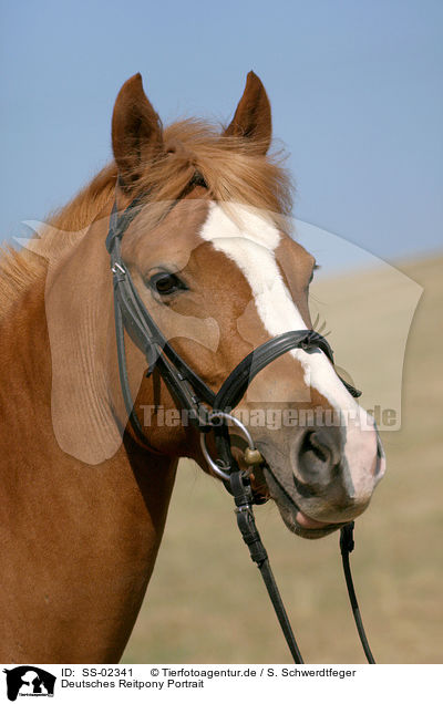 Deutsches Reitpony Portrait / SS-02341