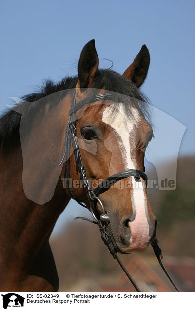 Deutsches Reitpony Portrait / portrait of a pony / SS-02349