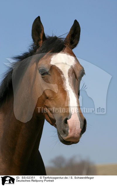 Deutsches Reitpony Portrait / portrait of a pony / SS-02351
