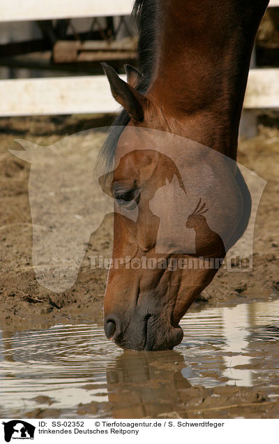 trinkendes Deutsches Reitpony / drinking pony / SS-02352