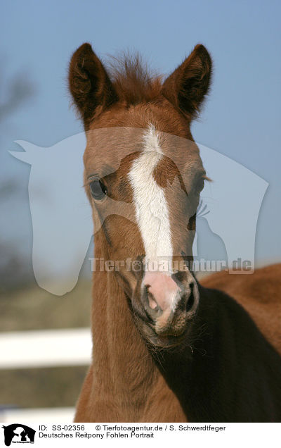 Deutsches Reitpony Fohlen / pony foal / SS-02356