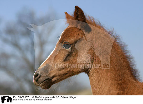 Deutsches Reitpony Fohlen Portrait / SS-02357