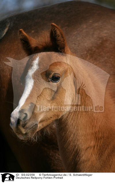 Deutsches Reitpony Fohlen / pony foal / SS-02358