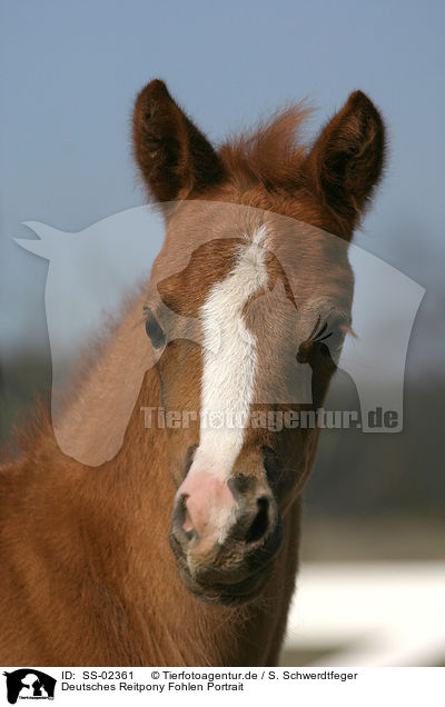 Deutsches Reitpony Fohlen / pony foal / SS-02361