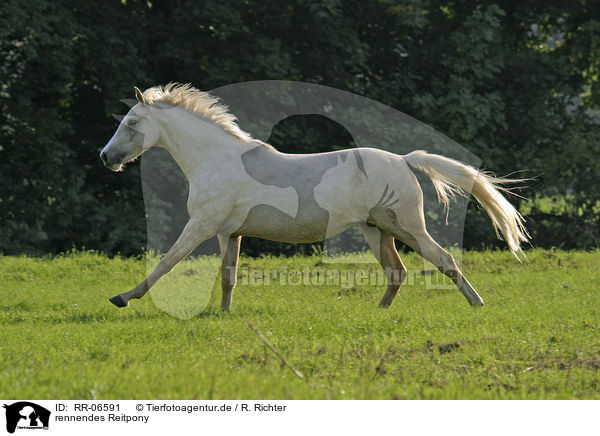 rennendes Reitpony / running horse / RR-06591