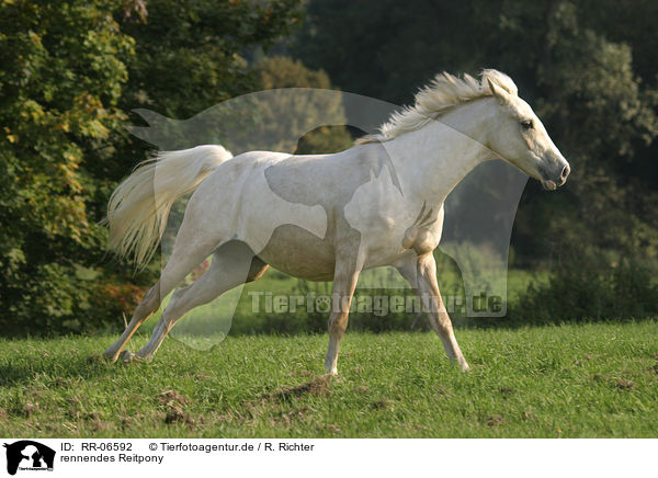 rennendes Reitpony / running horse / RR-06592