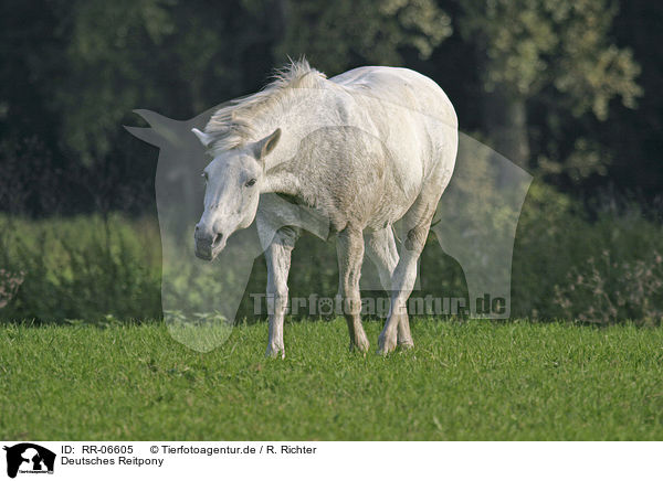 Deutsches Reitpony / horse / RR-06605