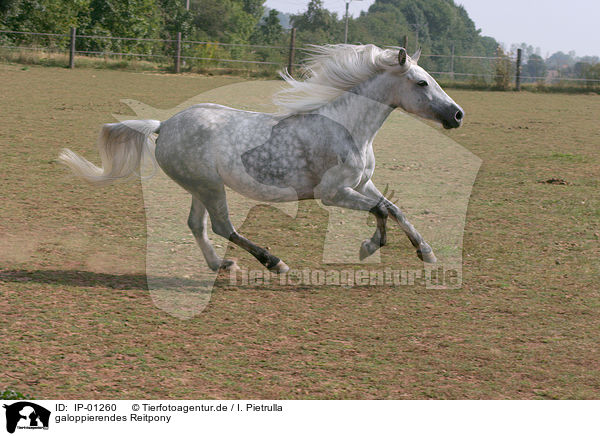 galoppierendes Reitpony / galoping horse / IP-01260