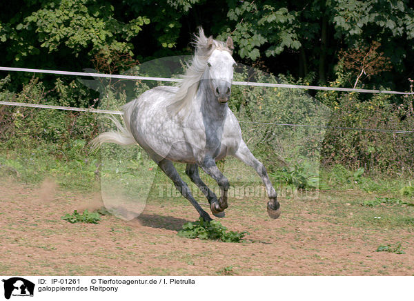 galoppierendes Reitpony / galoping horse / IP-01261