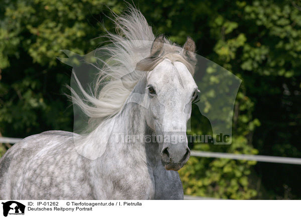 Deutsches Reitpony Portrait / horse head / IP-01262