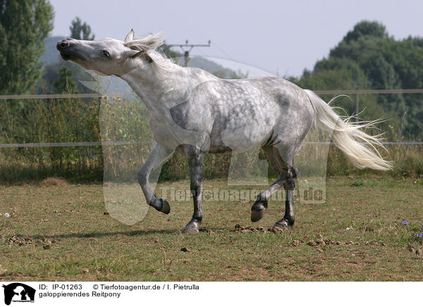 galoppierendes Reitpony / galoping horse / IP-01263