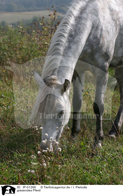 grasendes Pferd / IP-01266