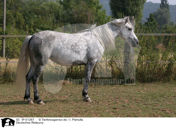 Deutsches Reitpony / horse / IP-01267