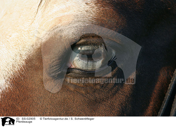 Pferdeauge / horse eye / SS-02905