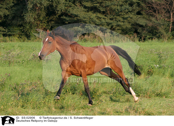 Deutsches Reitpony im Galopp / running pony / SS-02906