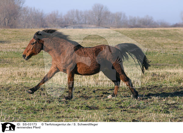 rennendes Pferd / running horse / SS-03173