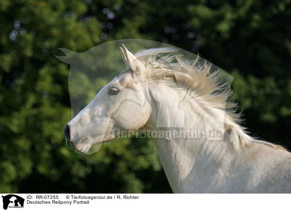 Deutsches Reitpony Portrait / RR-07255