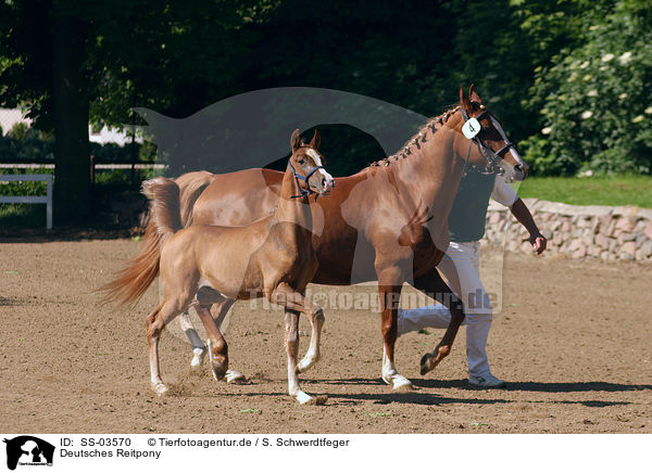 Deutsches Reitpony / German Riding Pony / SS-03570